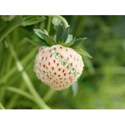 Земляника садовая Pineberry 3шт/уп (корень) 10814